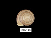 藏品(班卡拉蝸牛)的圖片